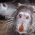Что интересно знать о мясе нутрий